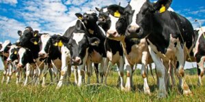 Argentina, en el país del consumo de carne asada en el nivel más bajo de los últimos 20 años