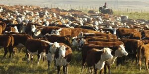 Cada vez hay menos vacas en Argentina, el stock vacuno sigue bajando: el nuevo conteo ganadero