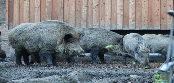 wildschwein