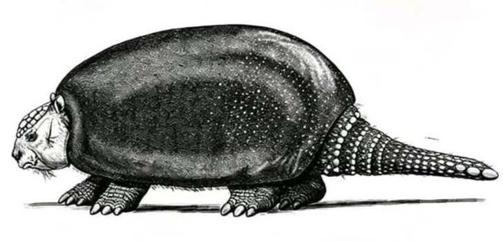 fossil