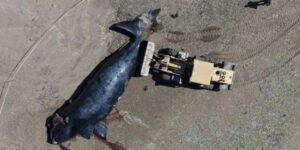 Extinción inusual de ballenas francas australes en la Patagonia argentina alarma a los científicos